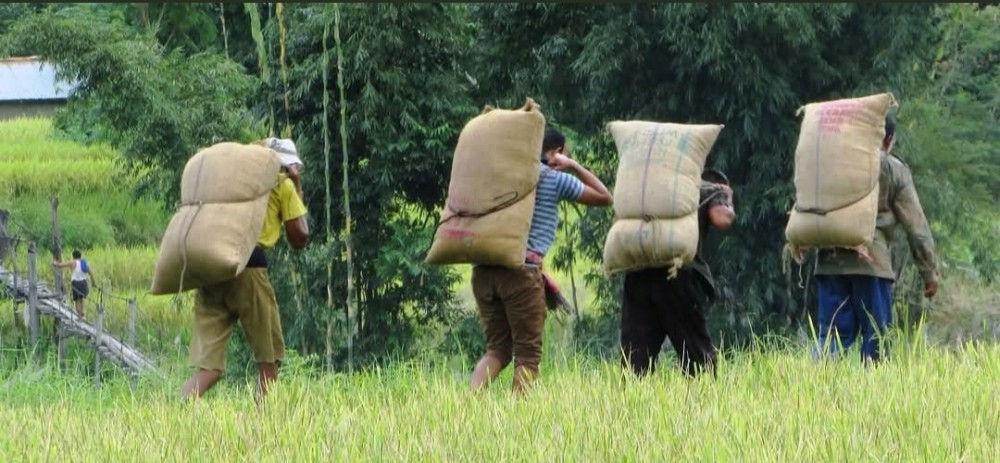 Naga farmers carry harvested paddy. (Morung File photo)